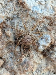 Hersiliola
