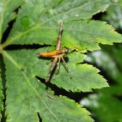Eumastax