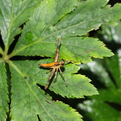 Eumastax
