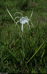 Hymenocallis tubiflora