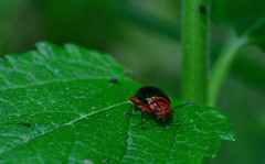 Kuschelina gibbitarsa