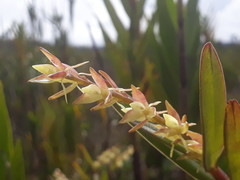 Epidendrum rugulosum