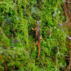 Lyciasalamandra flavimembris