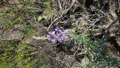 Lupinus chamissonis
