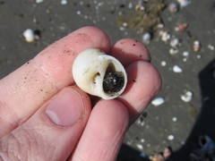 Notocochlis isabelleana