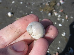 Notocochlis isabelleana