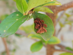 Phobetron hipparchia