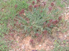 Astragalus monspessulanus