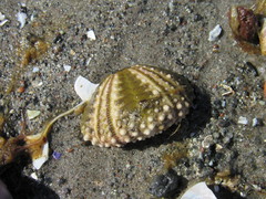 Arbacia dufresnii