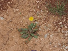 Taraxacum obovatum