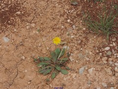 Taraxacum obovatum