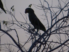 Amazona autumnalis autumnalis