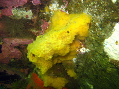 Halichondria sitiens