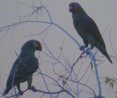 Amazona autumnalis autumnalis