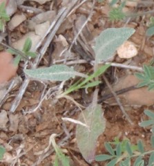 Leuzea conifera