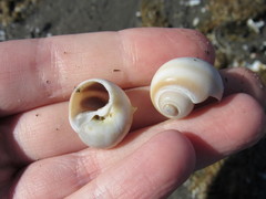 Notocochlis isabelleana