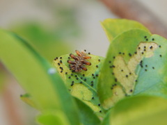 Phobetron hipparchia