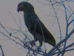 Amazona autumnalis autumnalis
