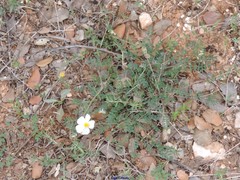 Leuzea conifera