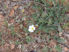 Helianthemum asperum