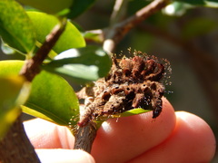 Phobetron hipparchia