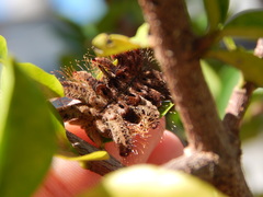 Phobetron hipparchia