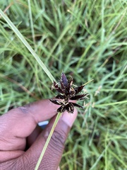 Cyperus macranthus