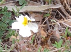 Helianthemum asperum