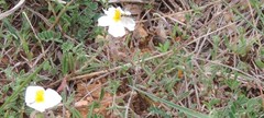 Helianthemum asperum