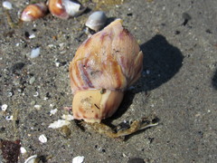 Buccinanops cochlidium