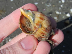 Buccinanops cochlidium