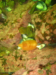 Halocynthia pyriformis