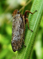 Lystridea