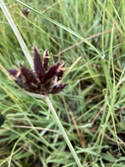 Cyperus macranthus