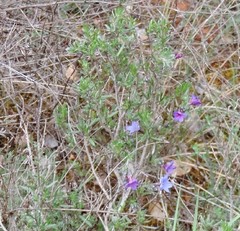 Lithodora fruticosa