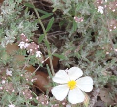 Helianthemum asperum