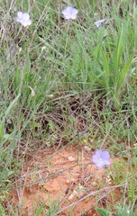Linum narbonense