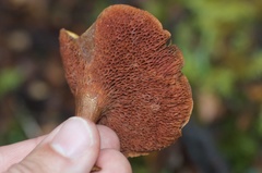 Chalciporus