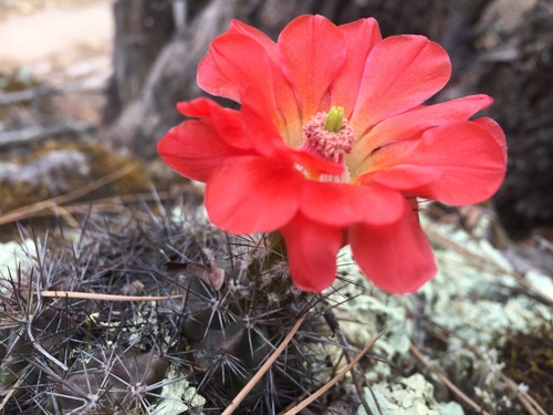 Echinocereus polyacanthus