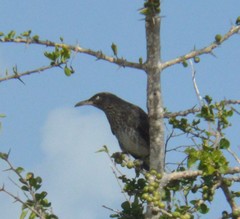 Margarops fuscatus bonairensis
