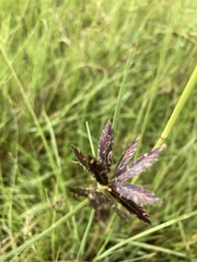 Cyperus macranthus