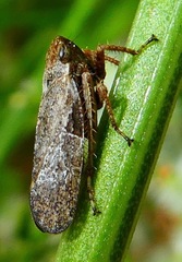 Lystridea
