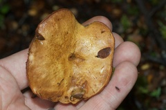 Chalciporus