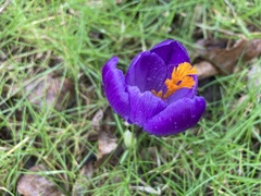 Crocus vernus
