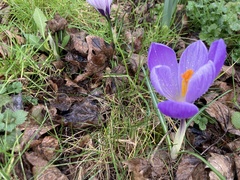 Crocus vernus