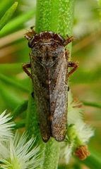 Lystridea