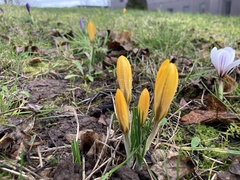 Crocus vernus
