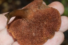 Chalciporus