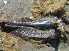 Callorhinchus callorynchus