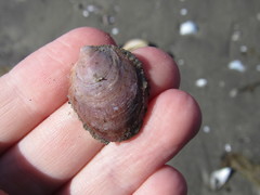 Crepidula cachimilla